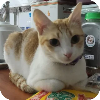 Telegram sticker 🐱 jiejie