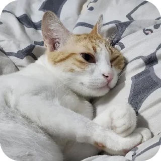 Telegram sticker 🐱 jiejie