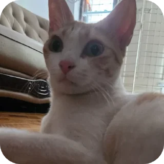 Video sticker 🐱 jiejie