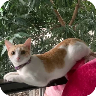 Telegram sticker 🐱 jiejie