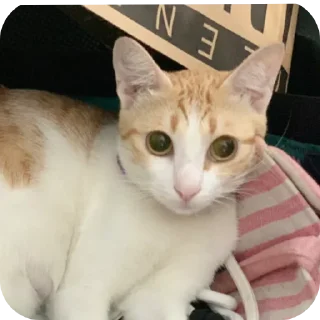 Telegram sticker 🐱 jiejie