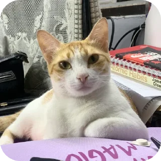 Telegram sticker 🐱 jiejie