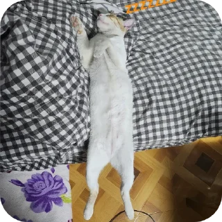 Video sticker 🐱 jiejie