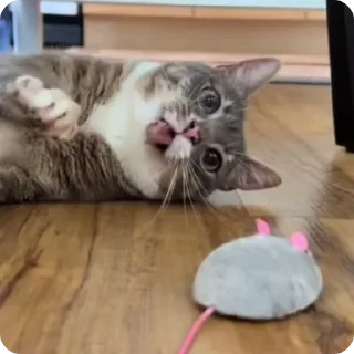 Video sticker 🐁 I love Rigby @pipokes