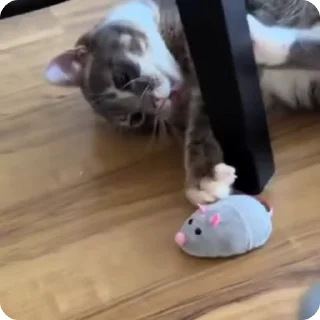 Video sticker 🐁 I love Rigby @pipokes