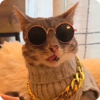 Video sticker 😎 I love Rigby @pipokes