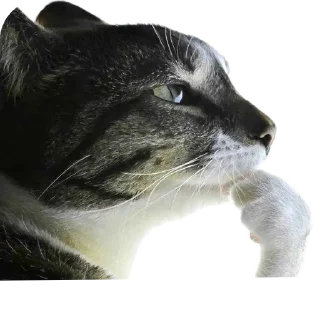 Video sticker 🐱 random :3