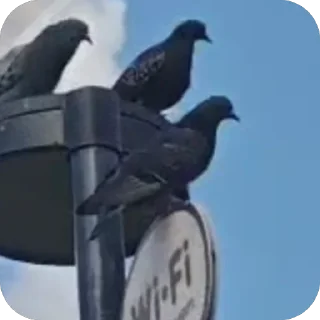 Video sticker 🫥 голуб