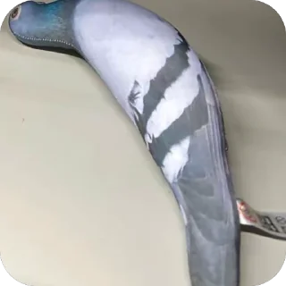 Telegram sticker 🫥 голуб