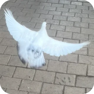 Sticker 🫥 голуб