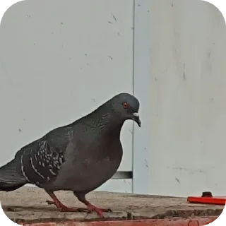 Video sticker 🐦 голуб
