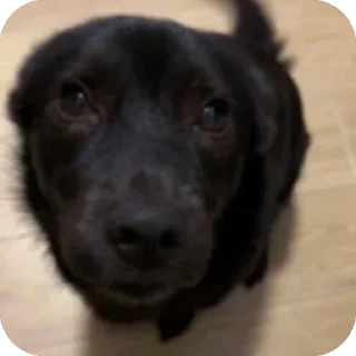 Video sticker 🫥 Tiktok