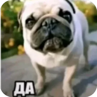 Video sticker 🫥 Tiktok