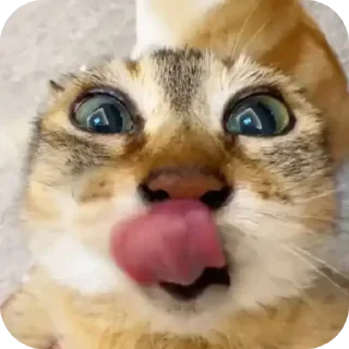 Telegram sticker 😜 @Toletole_cat


…………… ➡️ @Ctikerubot