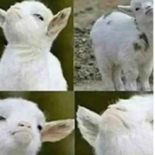 Telegram stiker 😭 حكعلش💕   @OO6OO