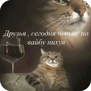 Telegram sticker 🐱 MyCollection