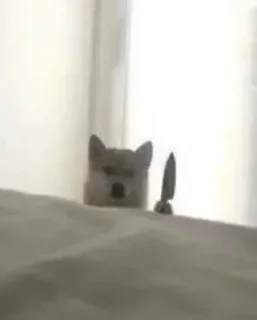 Telegram sticker 🔪 Dan's bounty 2 by @fStikBot