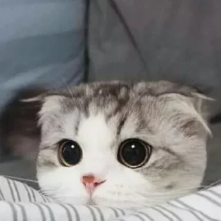 Video sticker 👀 Dan's bounty 2 by @fStikBot