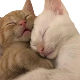 Telegram sticker 🐱 @round_stickers