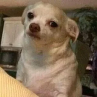 Telegram sticker 😕 DogDogi @loplopuniverse