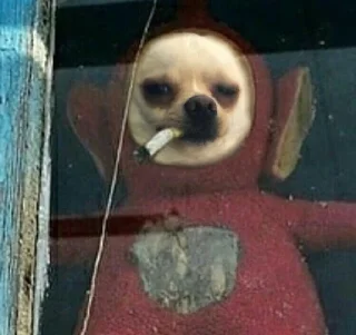 Video sticker 🚬 DogDogi @loplopuniverse