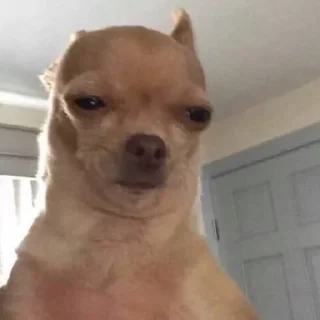 Telegram sticker 😒 DogDogi @loplopuniverse