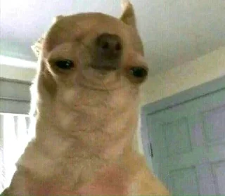 Telegram sticker 🙃 DogDogi @loplopuniverse