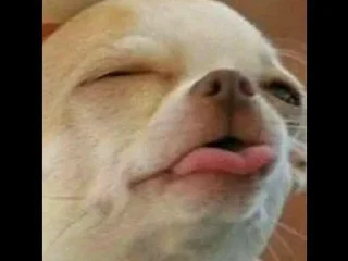 Telegram sticker 😝 DogDogi @loplopuniverse