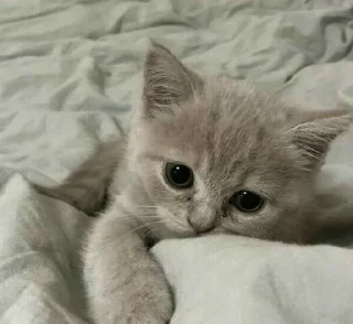 Video sticker 🎀 kitty ^^^