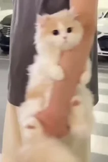 Video sticker 🥹 kitty ^^^