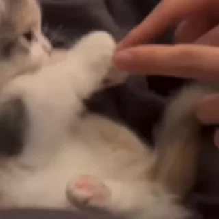 Video sticker 🌟 kitty ^^^