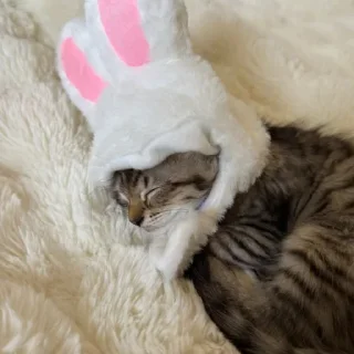 Telegram sticker 🌟 kitty ^^^