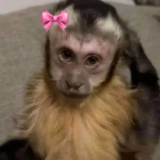 Telegram sticker 🌟 Tay da Maria :: @fStikBot