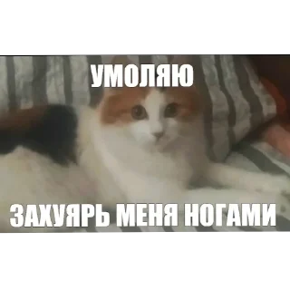 Video sticker 🐱 Стикеры на все случаи жизни
