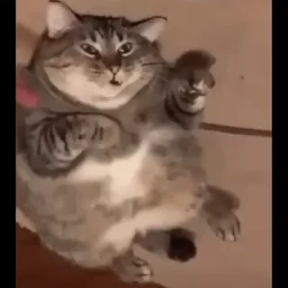 Video sticker 🐲 徒步阿龙