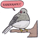 Video sticker 😇 False Knees