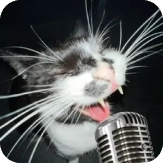 Telegram sticker 🐱 @pikmimazul