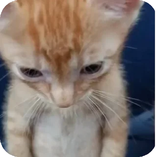 Telegram sticker 🐱 @pikmimazul