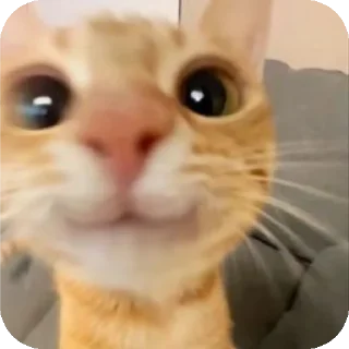 Telegram sticker 🐱 @pikmimazul