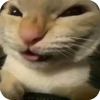 Sticker 🐱 @pikmimazul