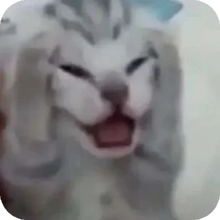 Video sticker 👄 @pikmimazul