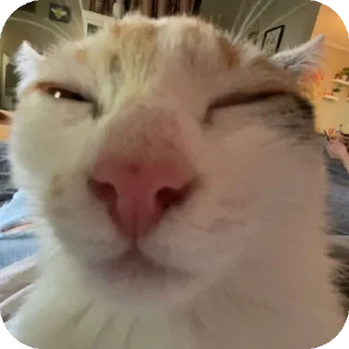 Telegram sticker 🐱 @pikmimazul