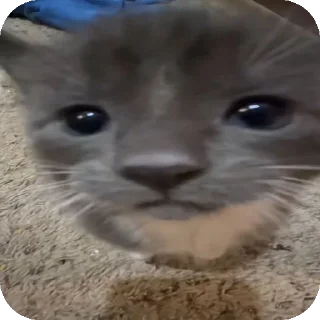 Video sticker 🐱 @pikmimazul