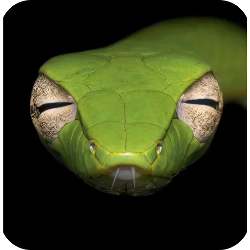 Telegram sticker 👀 Avi jr pack