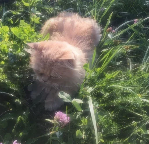 Sticker 🥰 Avi jr pack