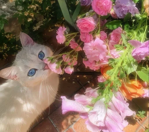 Telegram sticker 😍 Avi jr pack