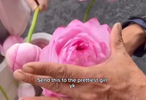 Telegram sticker 👀 Avi jr pack