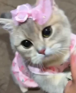 Video sticker 🤩 @gobhieX billuzz🥹 @echowrites