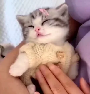 Video sticker 🤩 @gobhieX billuzz🥹 @echowrites