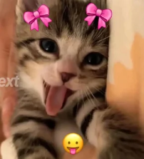 Video sticker 🤩 @gobhieX billuzz🥹 @echowrites